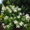 Hydrangea paniculata 'Levana' - Aedhortensia 'Levana' C1/1L